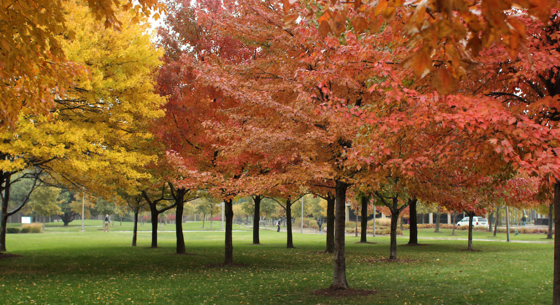 UIC maple trees in the autumn