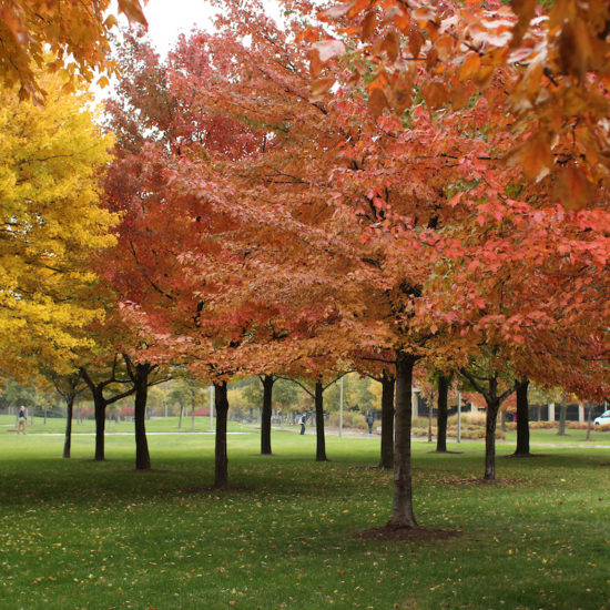 colorful maple trees in the autumn
