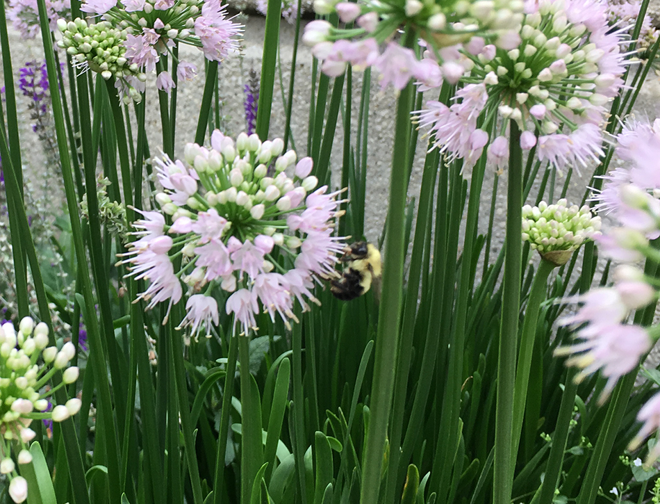 A Bumble Bee Visits an Allium Summer Beauty