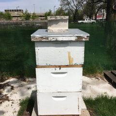 beehive at the Plant Research Lab