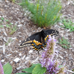 Eastern Tiger Swallowtail butterfly on a Blazing Star plant