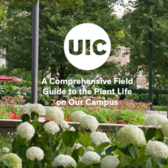 Hydrangea flowers serve as the cover for the