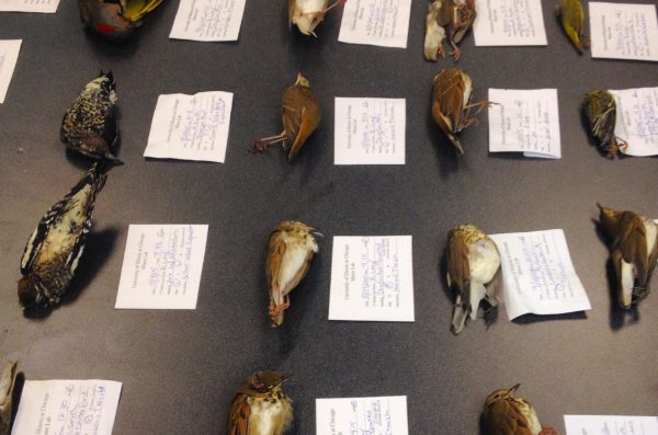 bird carcasses discovered on UIC grounds, tagged with identifying informaiton