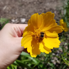 student holding native yellow flower with a bumble bee eating the nectar