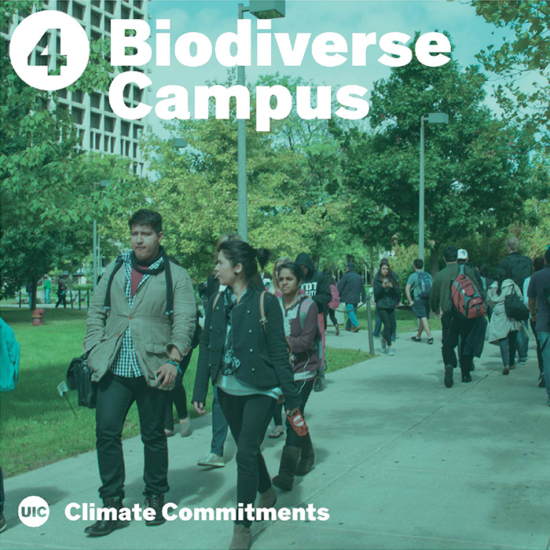 Ethnically diverse students walking to the Quad under a biodiverse tree canopy