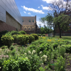 Little Prairie On The Campus Office Of Sustainability