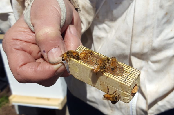 bee keeper holds small frame of honey bees