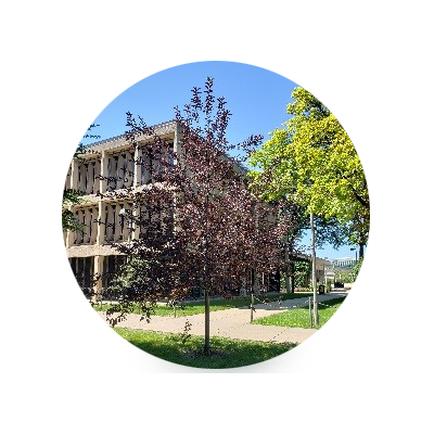 Common Chokecherry