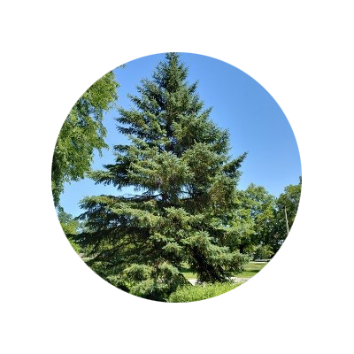 Colorado Blue Spruce