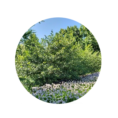 The Downy Hawthorn on East Campus
