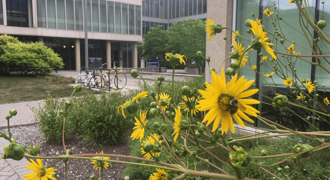 Pollinators on native plants in a rain garden next to a LEED-certified building