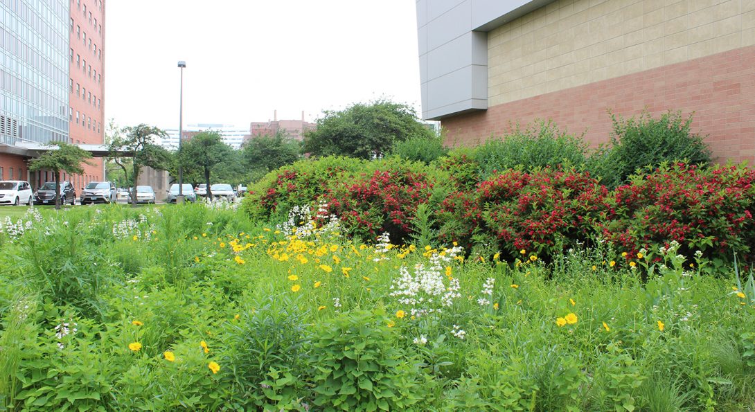 Native plants cover the 2000 square foot area adjacent to the Center for Structural Biology near Ashland Ave and Taylor St