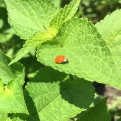Ladybird beetle