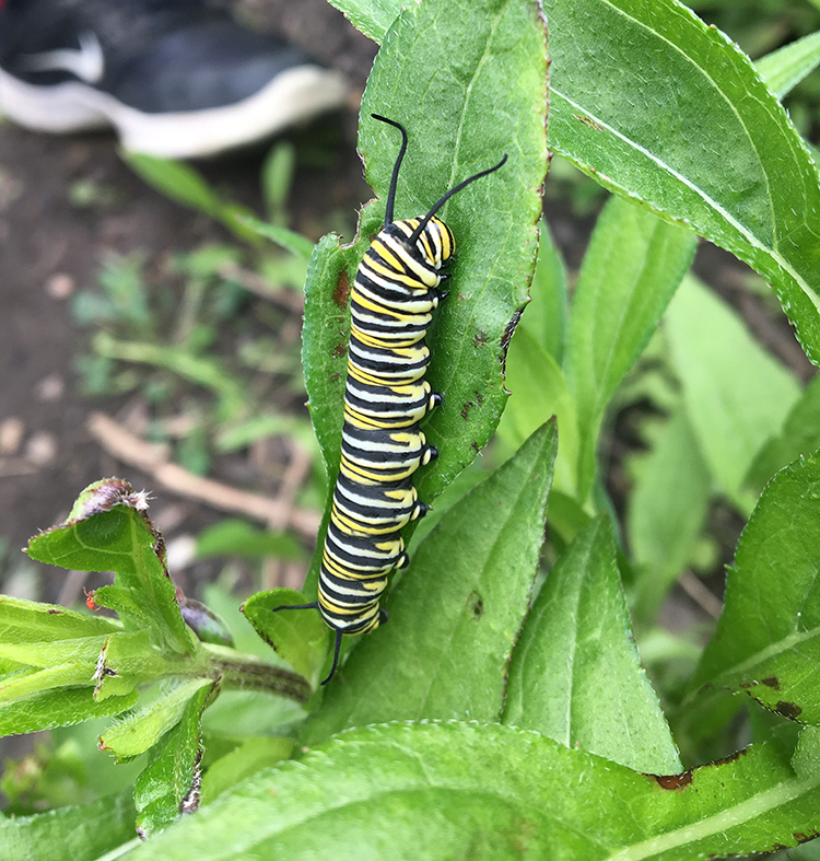 caterpillar in the garden