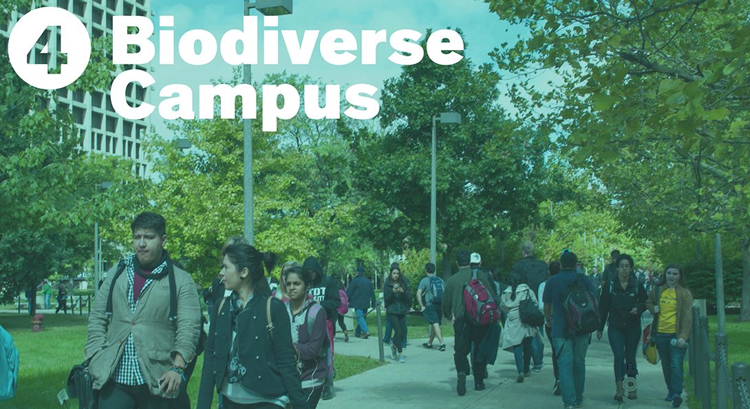a ethnically diverse group of students walking on east side under a biodiverse tree canopy