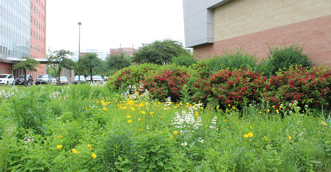 Little Prairie on the Campus