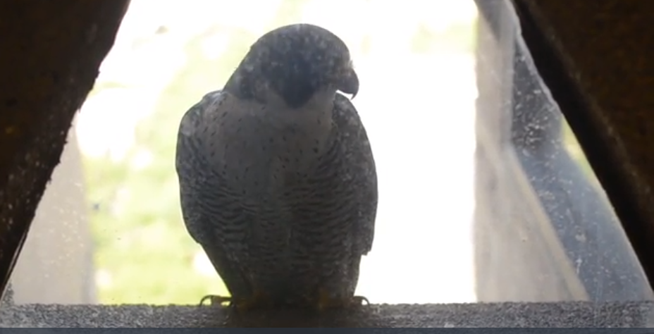 peregrine falcon outside of UH window