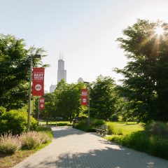 A native plant-lined view looking east with a path of permeable pavement leading you to a distant image of the Sears Tower amidst the group of mature trees in the Grove.