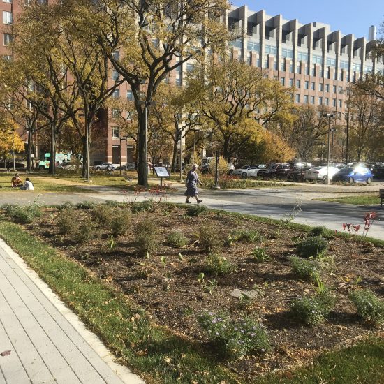 rain gardens at Arthington Mall
