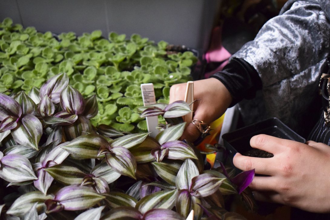 A close-up shot of a person handling some small, purple looking plants. Their hands are lifting one of the plants up out of its tray, presumably to purchase it and take it home.