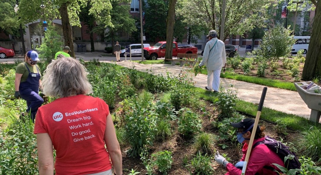 volunteers helps weed in the garden, with t-shirt reading 