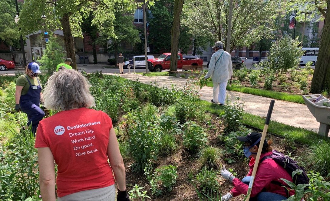 volunteers help pull weeds in one of the rain gardens