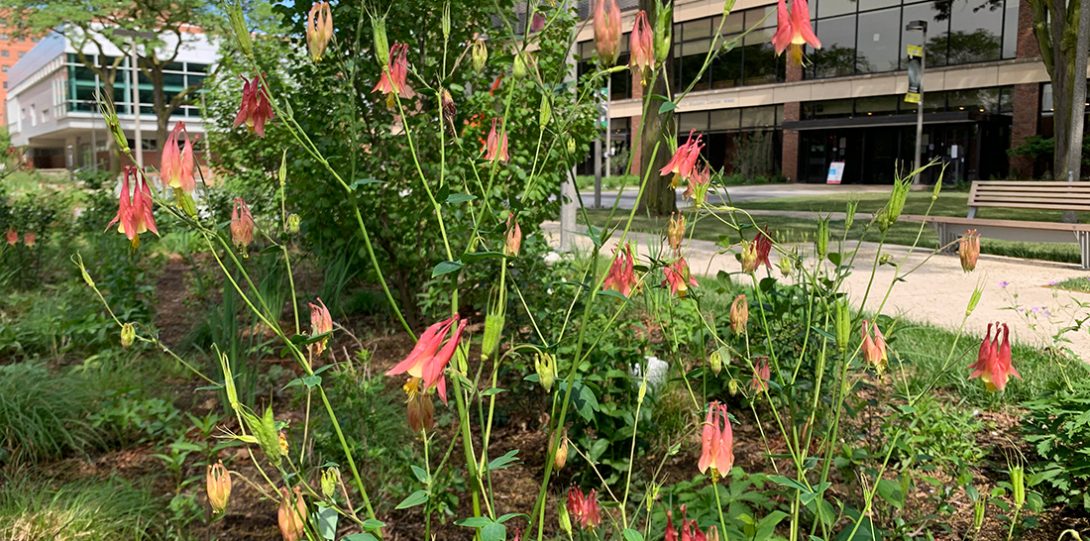 a red columbine plant sits in one of the rain gardens