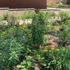 monarch butterfly visits native plants in the rain gardens