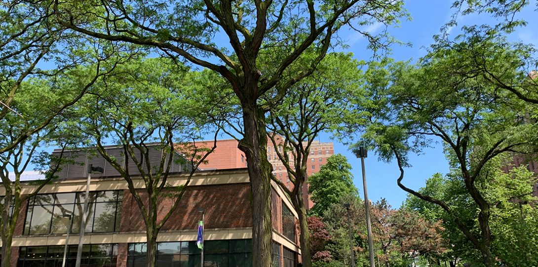 many large honey locust trees give coverage to people and plants in the area